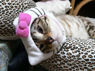 Illustration for article titled Japan's Hello Kitty Cat Humiliation System